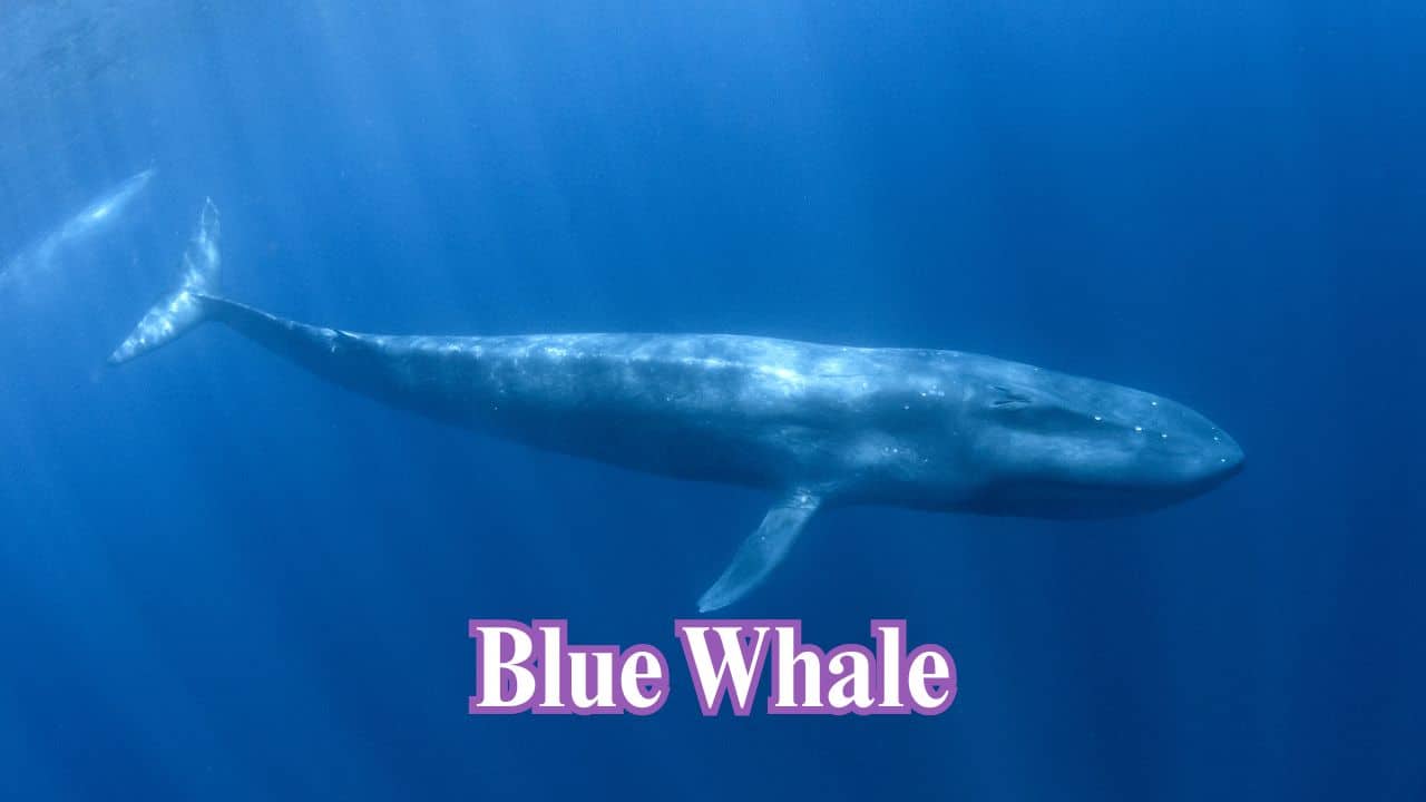 Blue Whale: Though not a land creature, the blue whale is the largest animal ever. It can grow up to 100 feet long and weighs around 200 tonnes. (Image: Canva) Blue Whale: Though not a land creature, the blue whale is the largest animal ever. It can grow up to 100 feet long and weighs around 200 tonnes. (Image: Canva)