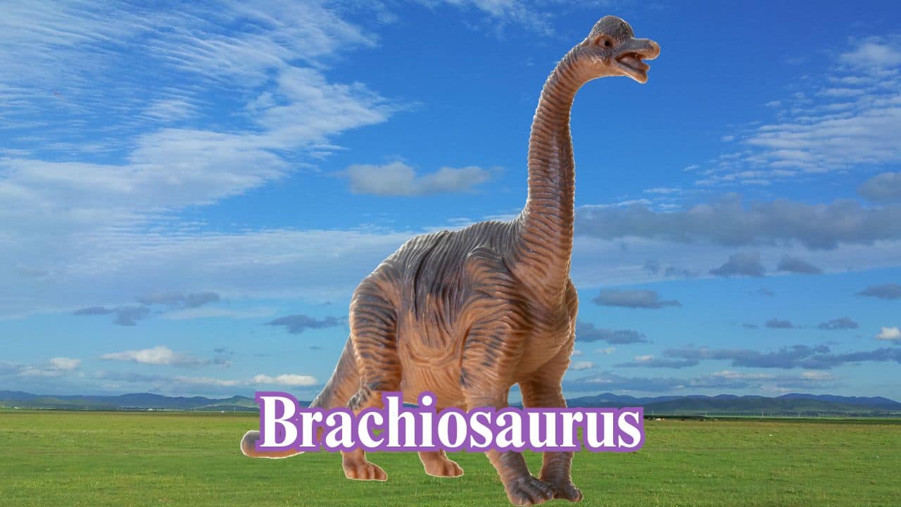 Brachiosaurus: Brachiosaurus stood taller than most dinosaurs, with front legs longer than its hind legs. It reached heights of 40–50 feet and fed on treetop leaves. (Image: Canva) Brachiosaurus: Brachiosaurus stood taller than most dinosaurs, with front legs longer than its hind legs. It reached heights of 40–50 feet and fed on treetop leaves. (Image: Canva)