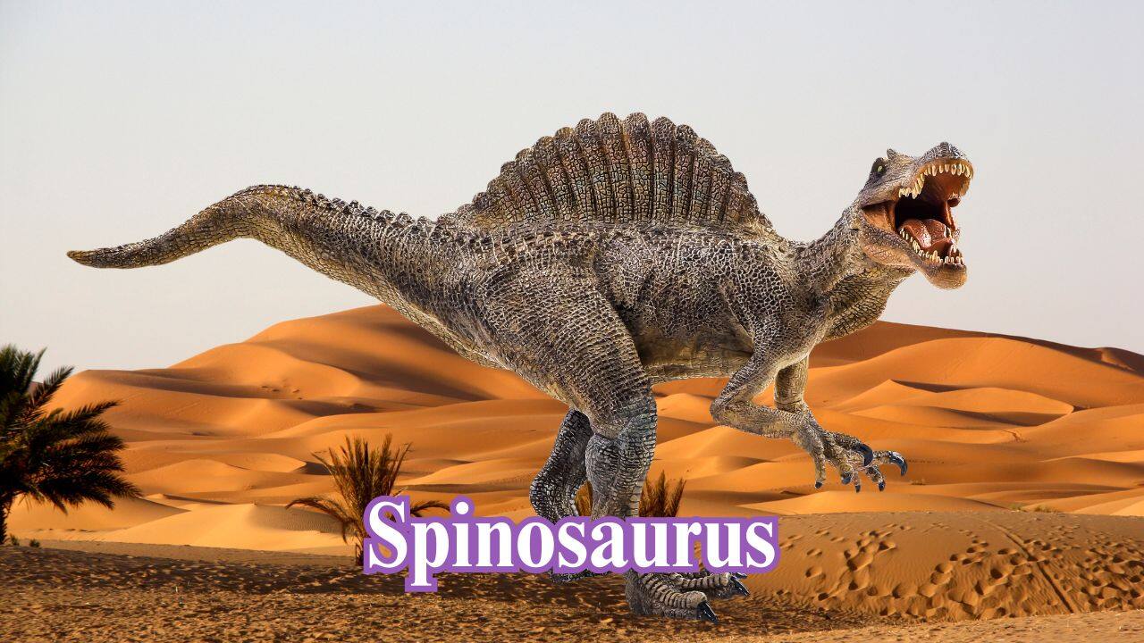 Spinosaurus: Spinosaurus was one of the longest carnivorous dinosaurs, measuring over 50 feet. It had a sail-like spine and likely hunted in rivers and wetlands. (Image: Canva) Spinosaurus: Spinosaurus was one of the longest carnivorous dinosaurs, measuring over 50 feet. It had a sail-like spine and likely hunted in rivers and wetlands. (Image: Canva)