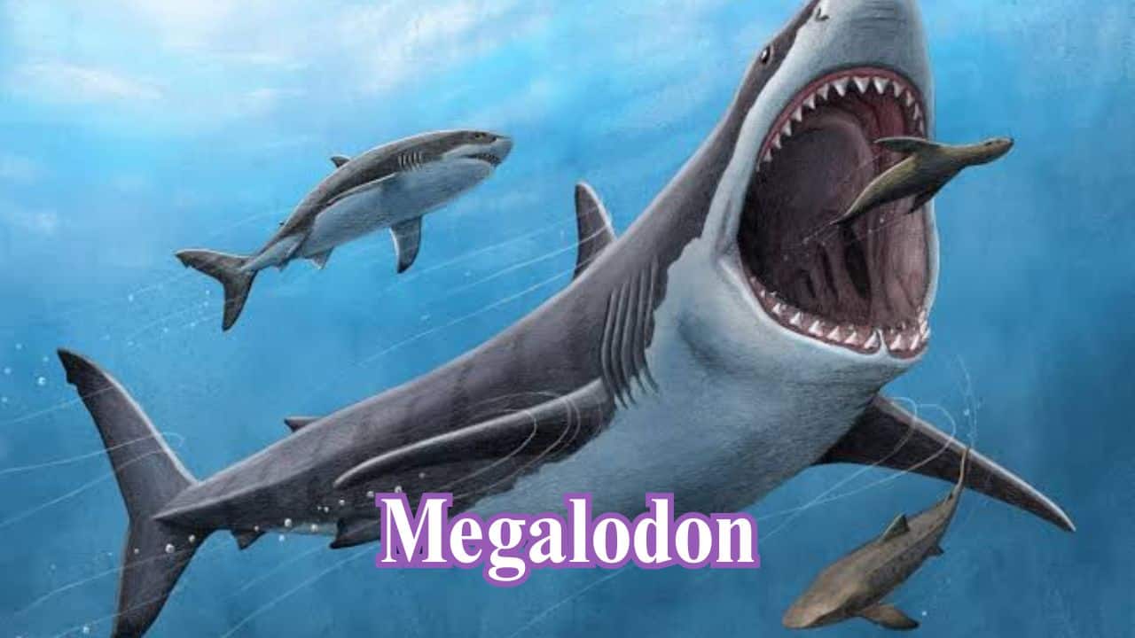 Megalodon: Megalodon was a colossal prehistoric shark, growing up to 60 feet. It had teeth the size of a human hand and preyed on whales. (Image: Canva) Megalodon: Megalodon was a colossal prehistoric shark, growing up to 60 feet. It had teeth the size of a human hand and preyed on whales. (Image: Canva)