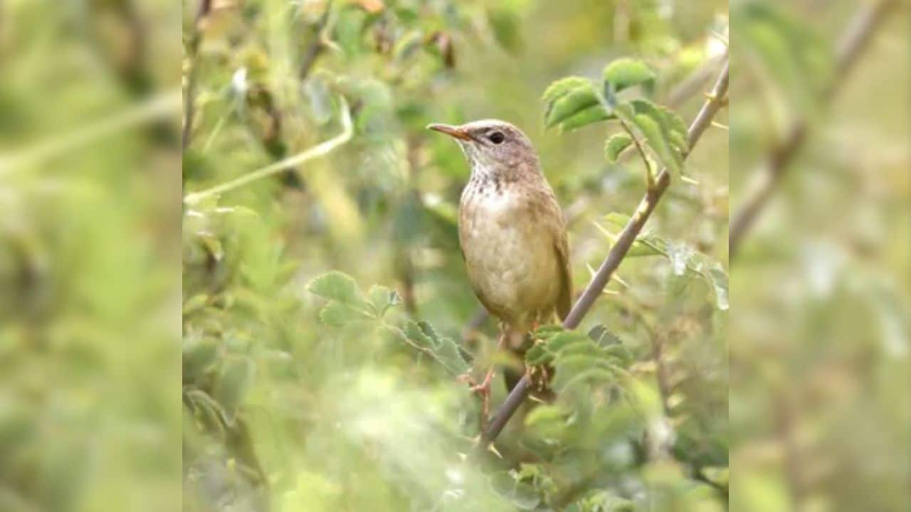 Rare long-billed bush warbler spotted in Ladakh, India, after 46 years