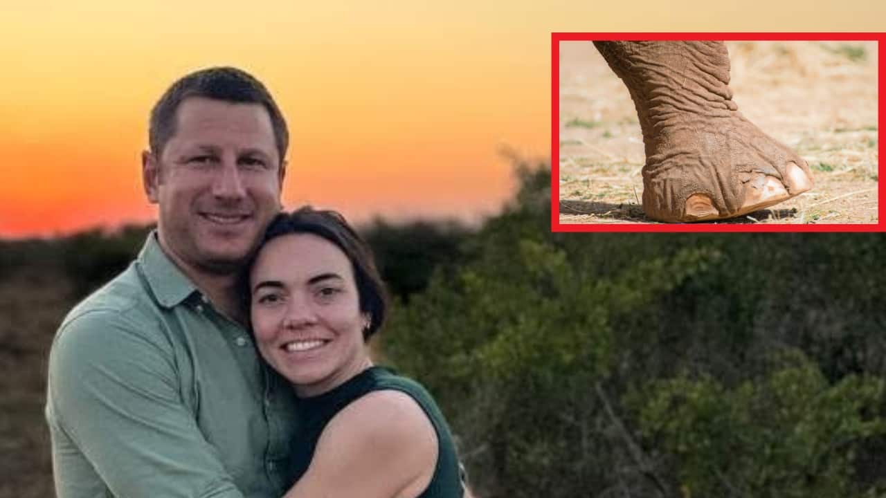 Elephant tramples millionaire CEO to death at South African reserve