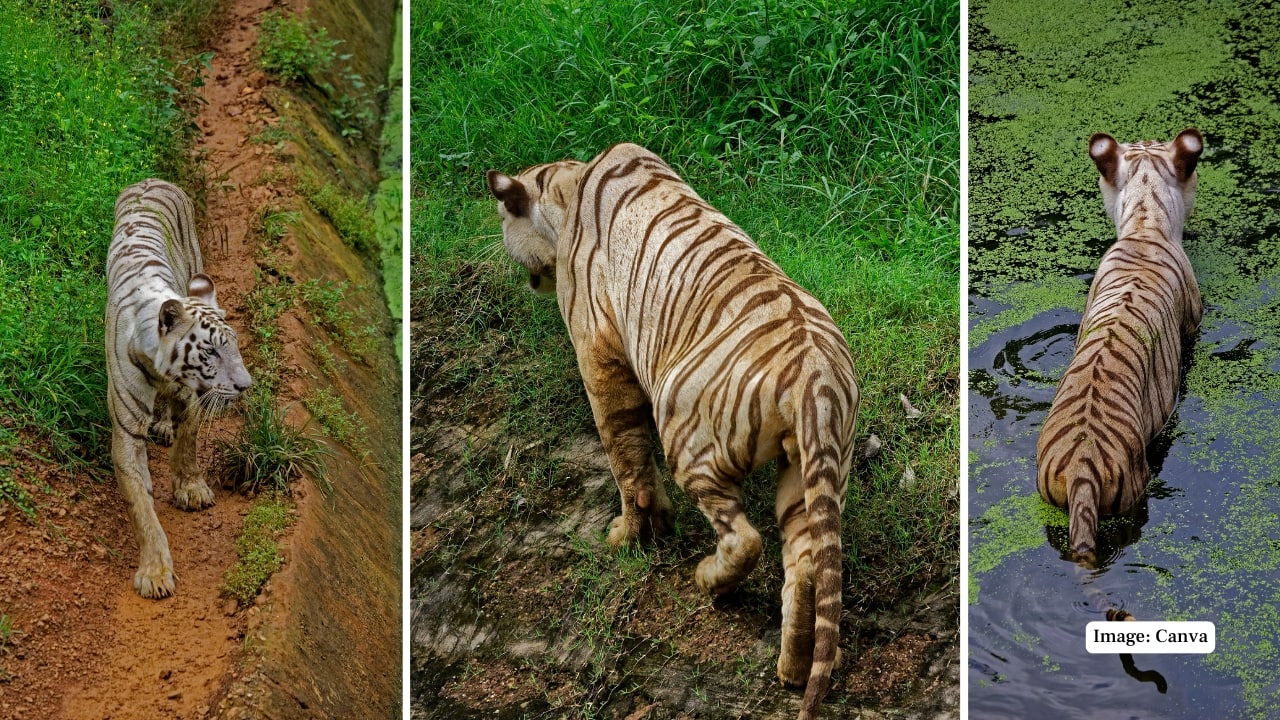 1. Nandankanan Zoological Park, Bhubaneswar Nestled on the outskirts of Bhubaneswar, Nandankanan is home to India’s first dedicated white tiger safari, established in 1991. Spanning 12 hectares of forested terrain, the park reverses the traditional zoo experience: visitors remain within the confines of their vehicle, while the tigers move freely through naturalistic enclosures. The park gained global attention when it successfully bred white tigers that were not a product of inbreeding, a rare feat in zoological circles. (Image: Canva)