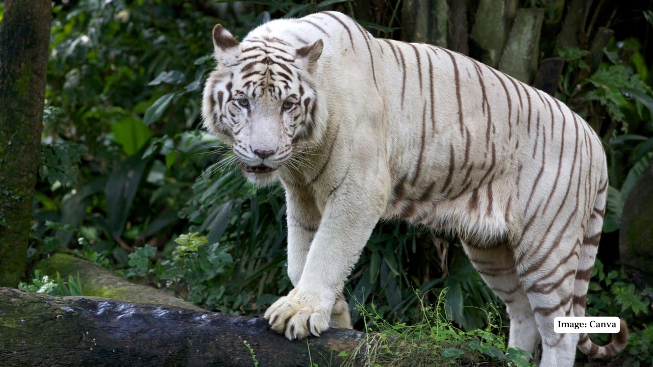 2. Mysore Zoo (Sri Chamarajendra Zoological Gardens), Mysuru With its deep-rooted legacy and colonial-era charm, Mysore Zoo has long been celebrated for its white tiger exhibits. The zoo is home to iconic tigresses like Tara and Manya, whose litters have contributed to the species' population. Situated in the heart of Mysuru, the zoo provides a verdant and well-shaded environment for observing these rare felines at close range. (Representative Image: Canva)