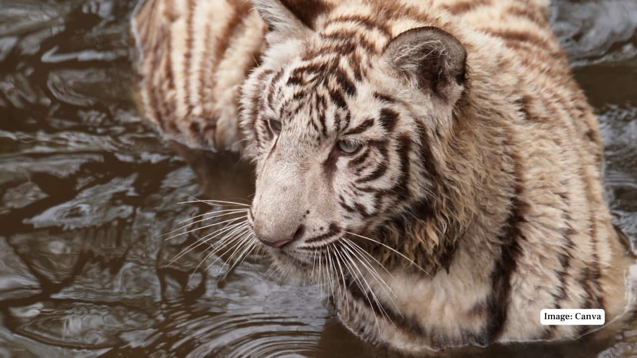 3. Alipore Zoological Garden, Kolkata Founded in 1876, Alipore Zoo is India’s oldest zoological park and a major draw for visitors in Eastern India. Over the decades, it has played host to a number of white tigers and remains one of the few places in the region where one can study these animals in a secure yet semi-natural habitat. Its historical significance and central location make it a compelling stop for those travelling through Bengal. (Representative Image: Canva)