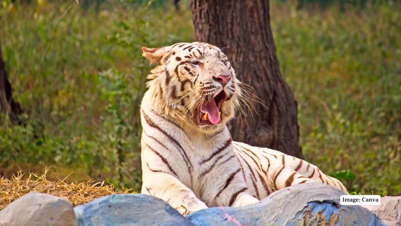 4. The National Zoological Park, Delhi Situated amidst the cultural landmarks of Delhi, the National Zoological Park provides a rare glimpse of the white tiger for those based in or visiting the capital. Known for its well-maintained enclosures and accessibility, the zoo offers a thoughtfully curated experience that brings visitors face-to-face with some of India’s most iconic wildlife, including the elusive white tiger. (Image: Canva)