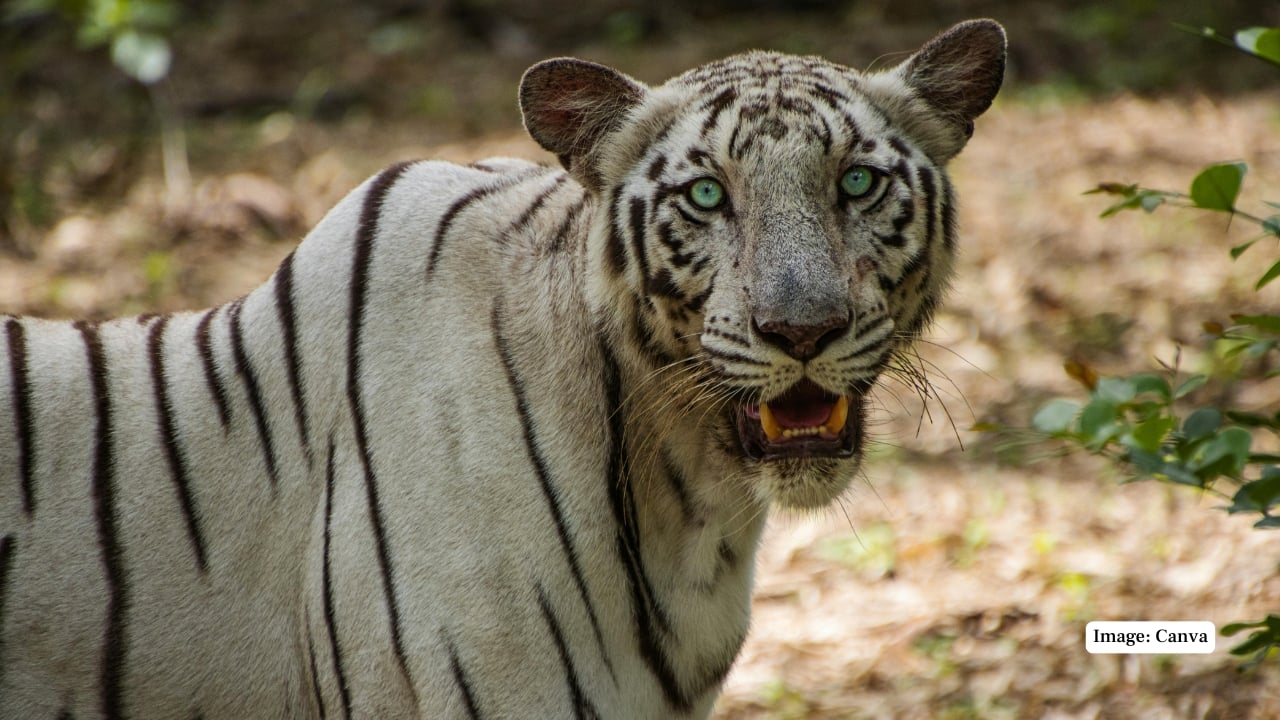 5. Rajiv Gandhi Zoological Park, Pune Located at the foot of the Katraj hills, Pune’s Rajiv Gandhi Zoo is a more tranquil alternative to larger urban zoological parks. The white tigers here are housed in quiet enclosures, affording visitors the luxury of unhurried observation. Its relative seclusion and lower footfall make it a favourite among wildlife photographers and serious enthusiasts. (Representative Image: Canva)