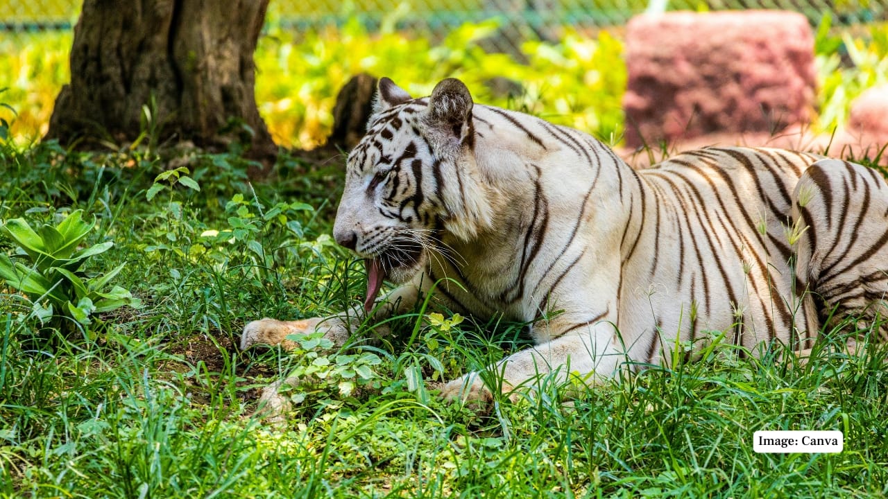 6. Nehru Zoological Park, Hyderabad Spread across 380 acres, Hyderabad’s Nehru Zoo is among India’s largest and most comprehensive zoological parks. It features a safari park where white tigers are maintained in carefully designed enclosures that replicate their natural habitat. The setting allows visitors to observe the tigers in action rather than just at rest, offering a more dynamic wildlife encounter. (Representative Image: Canva)