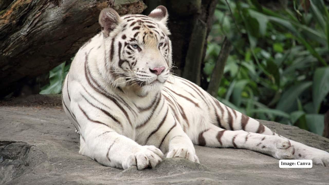 7. Bannerghatta Biological Park, Karnataka Just 22 kilometres from Bengaluru, Bannerghatta Biological Park offers a unique opportunity to see white tigers in a semi-wild setting. Of the 33 tigers at the park, seven are white tigers, maintained in rotating groups across enclosures and safari zones. One group is regularly released into a fenced reserve forest area for public viewing, making for one of the more authentic tiger encounters outside of the wild. (Representative Image: Canva)