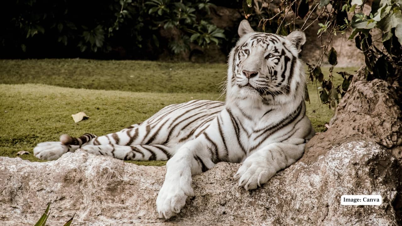 8. Arignar Anna Zoological Park, Tamil Nadu Also known as the Vandalur Zoo, this facility on the outskirts of Chennai is renowned for its expansive grounds and commitment to conservation. White tigers here are kept in spacious enclosures that provide both seclusion and visibility, allowing for a more respectful and natural viewing experience. The park's breeding program has also contributed to maintaining the white tiger population in southern India. (Representative Image: Canva)