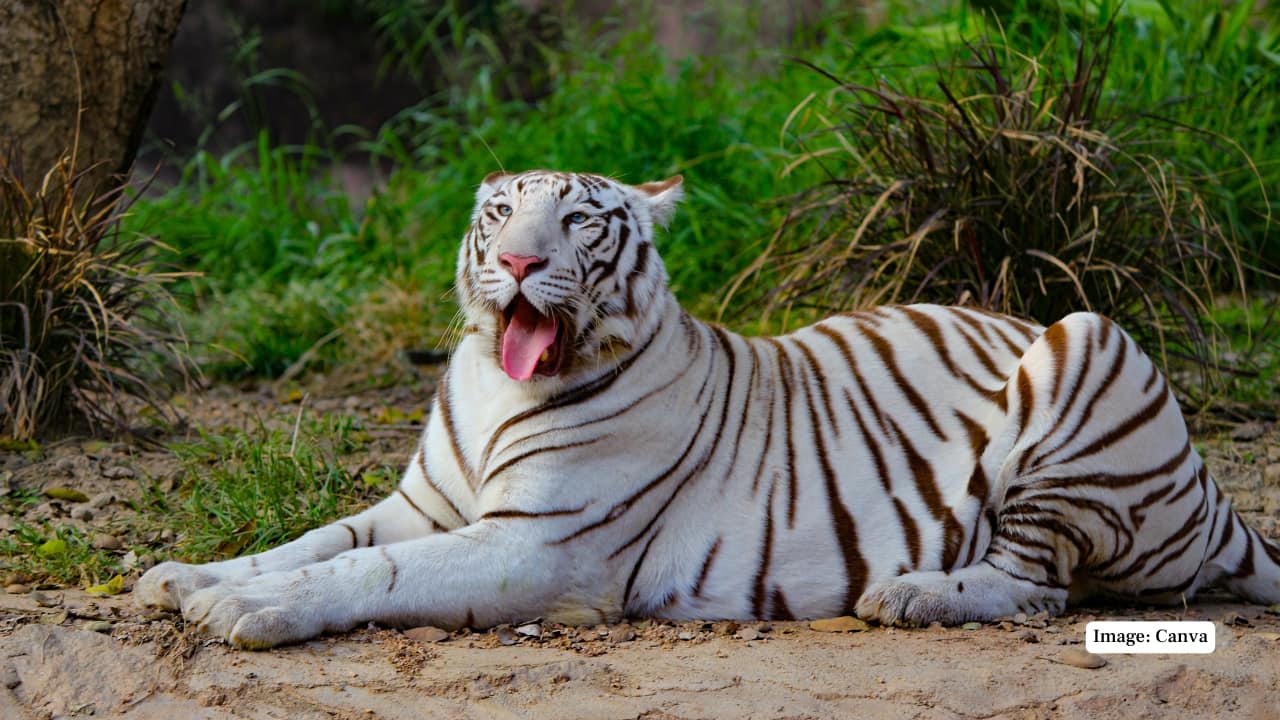 9. Shaheed Ashfaq Ullah Khan Zoological Park, Gorakhpur A relatively new addition to India’s network of zoological parks, the Gorakhpur zoo has quickly gained prominence for housing white tigers in well-planned, modern enclosures. Named after the freedom fighter Ashfaq Ullah Khan, this facility is fast becoming an important destination for wildlife enthusiasts in Uttar Pradesh and beyond. (Representative Image: Canva)