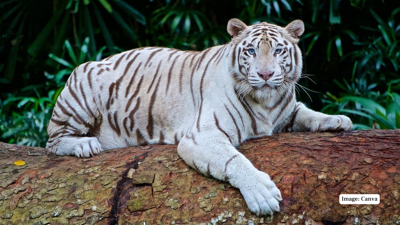 While the white tiger may no longer roam freely through India’s dense forests, its legacy is far from over. Through diligent conservation efforts and thoughtfully designed habitats, these nine destinations allow visitors to encounter one of nature’s rarest and most hauntingly beautiful creatures. For those willing to look beyond the usual wildlife circuits, the experience promises to be both unforgettable and deeply moving. (Representative Image: Canva)