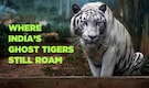 Hidden in India: 9 places you can still spot the rare White Tiger