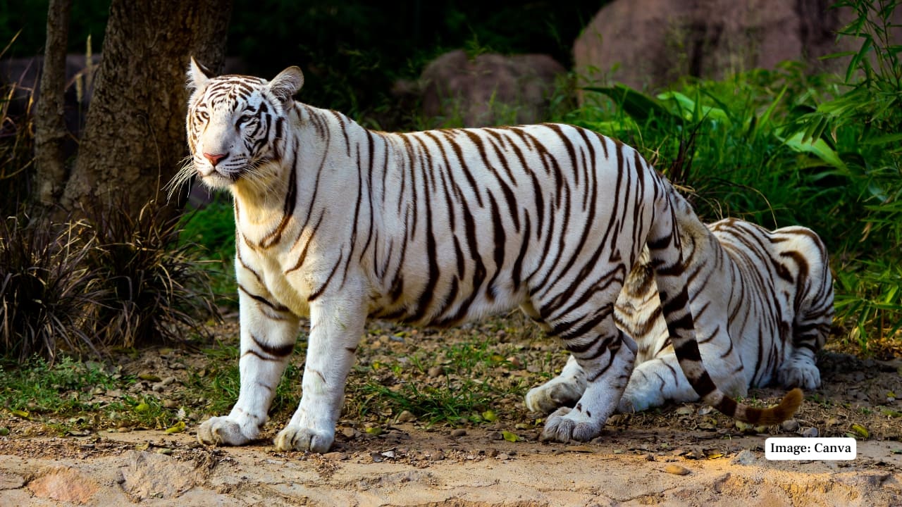 Once regarded as the living ghosts of India’s forests, white tigers have long captured the imagination of naturalists and wildlife lovers alike. These striking creatures—genetically rare variants of the Bengal tiger—are not a separate subspecies but owe their iconic white coat to a genetic mutation known as leucism. The first white tiger ever seen in the wild was discovered in 1951 in the forests of Rewa, Madhya Pradesh. Named Mohan, the tiger was eventually captured and became the progenitor of most white tigers in captivity today. While sightings in the wild have ceased altogether, India remains the only country in the world where you can still view these majestic animals in managed environments. From zoological gardens to expansive safari parks, here are nine destinations across India where the legend of the white tiger lives on. (Image: Canva)