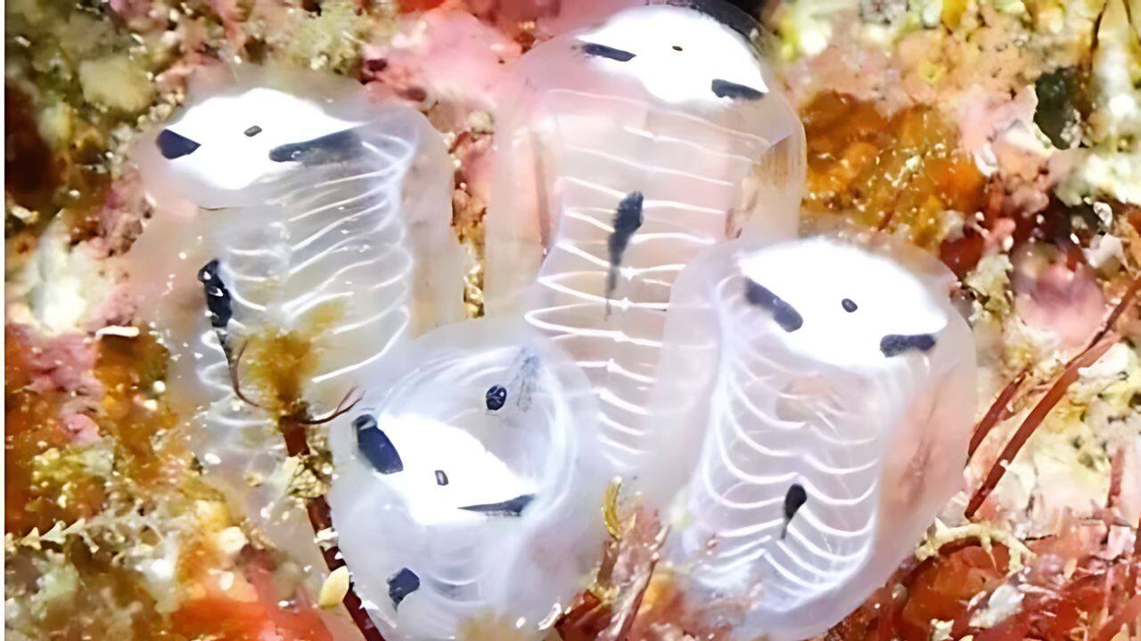 A new underwater species resembling a 'skeleton panda' discovered in Japan – here's what it is