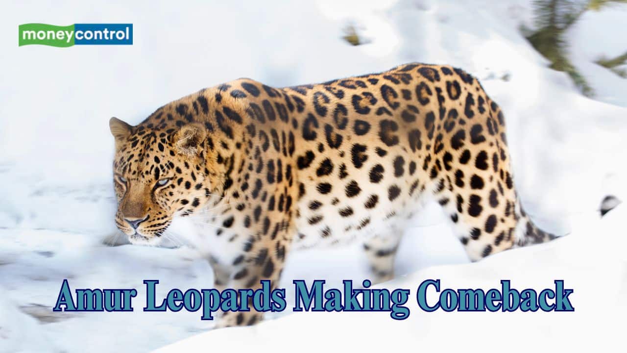 From brink of extinction to revival: Amur leopards making a comeback in Far East Asia after years
