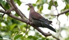 Rare pale-capped pigeon spotted in Assam’s Dehing Patkai Park