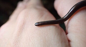 Tiny Barbados Threadsnake Found After 20 Years in Hiding (Image: Connor Blades)