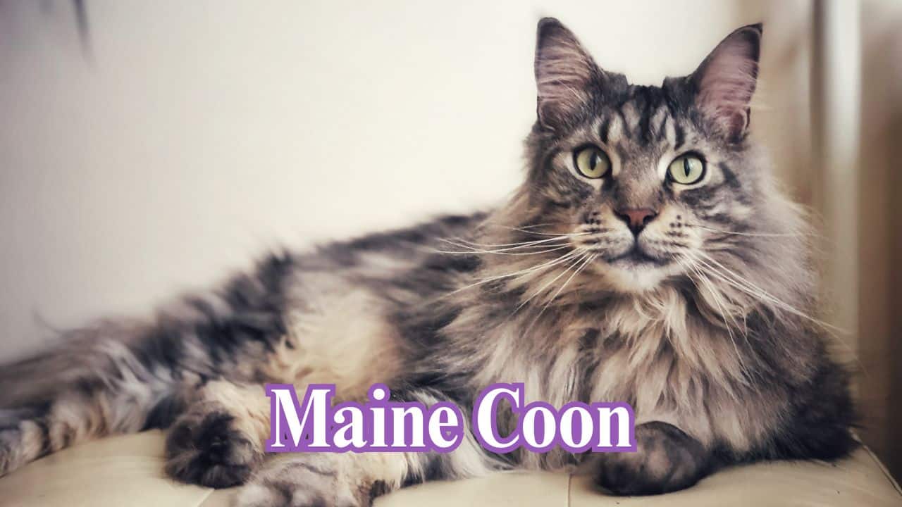 Maine Coon: The Maine Coon is the largest of domestic cat breeds and boasts a thick coat, bushy tail and a gentle disposition. (Image: Canva)