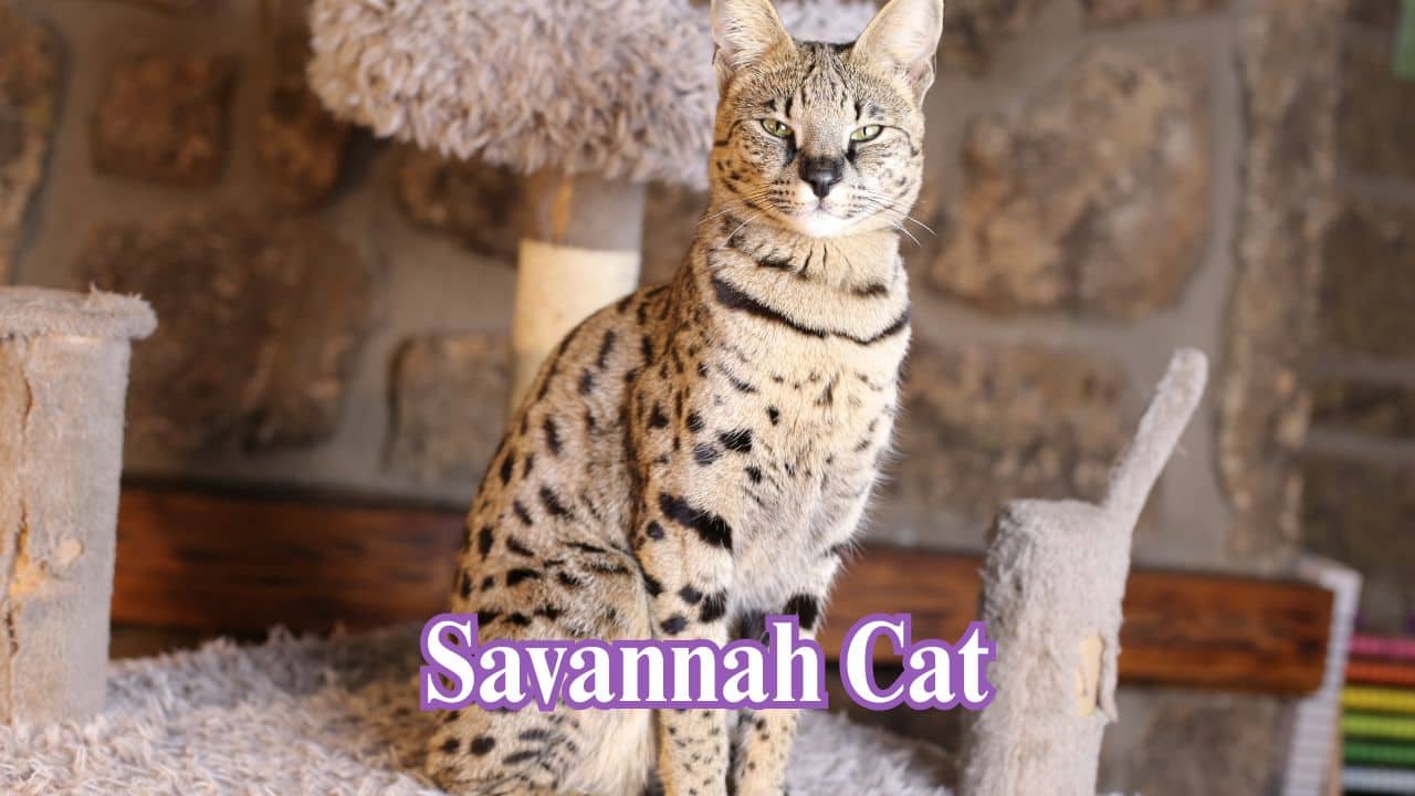Savannah Cat: Domestic cat-serval hybrid, Savannah cats are tall, athletic and a look-at-me kind of cat with spotted coats. (Image: Canva)