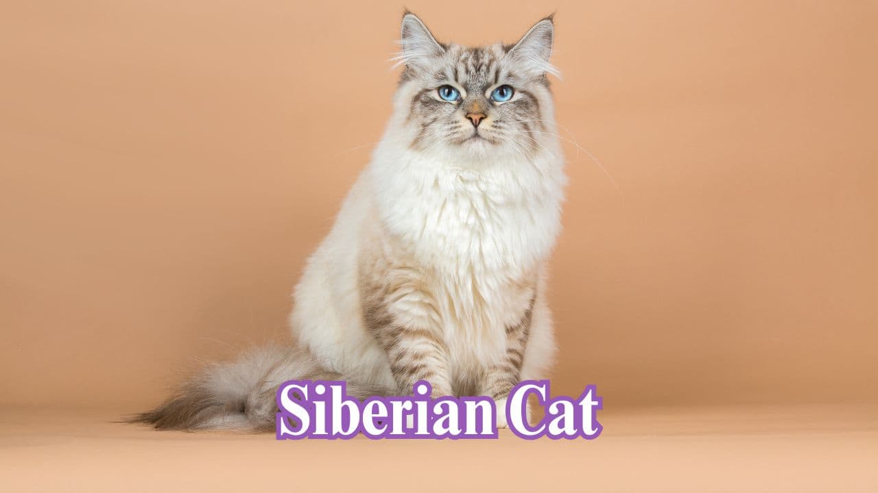 Siberian Cat: Siberians, native to Russia, are strong, semi-longhaired cats that are agile and have a friendly personality. (Image: Canva)