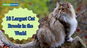 Fluffy Giants: 10 biggest and softest cat breeds