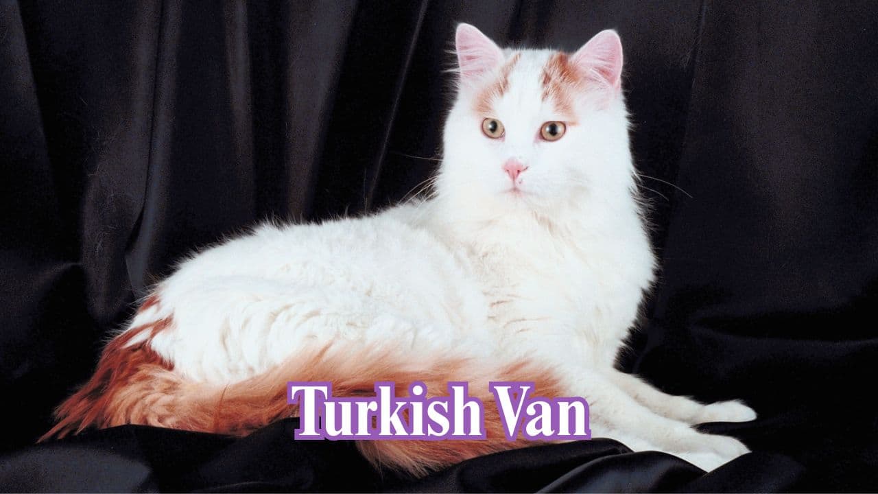 Turkish Van: Strong swimmers with muscular bodies and semi-longhair coats, these water cats love to swim. (Image: Canva)