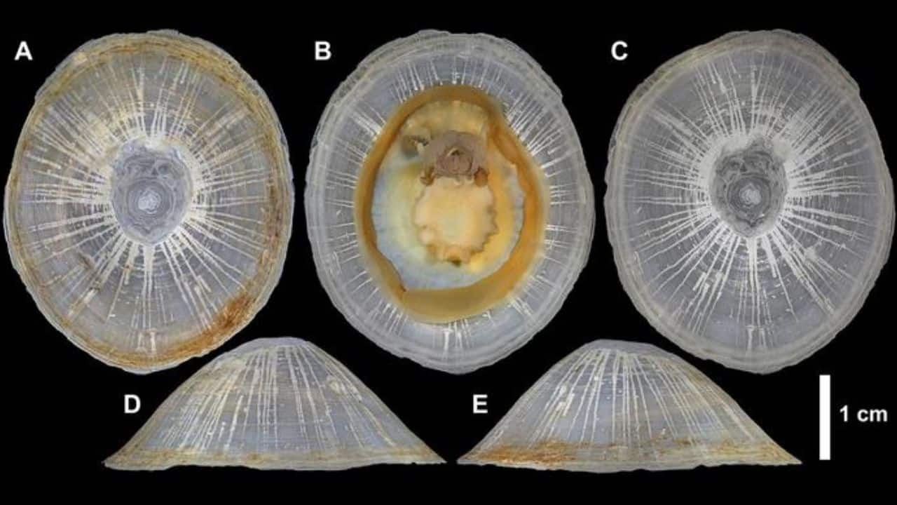 Bathylepeta wadatsumi: A giant deep-sea snail found in Pacific, named after a manga character — here's why