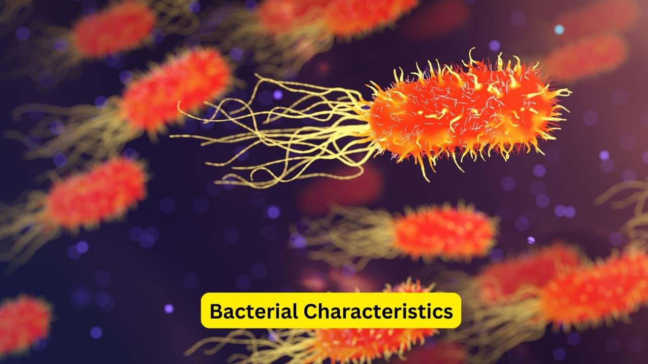 Symptoms of Enteric Fever (Image: Canva)