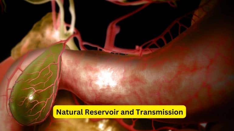 Symptoms of Enteric Fever (Image: Canva)