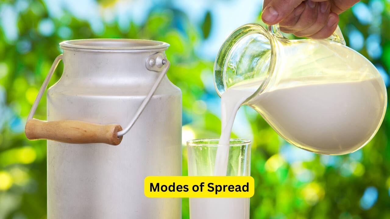 Symptoms of Enteric Fever (Image: Canva)