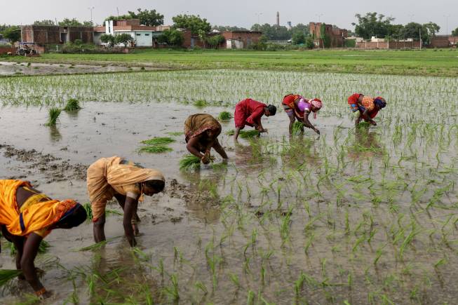 India's agriculture grew at 4.42% during 2015-24 surpassing China’s 4.10%: NITI Aayog's Ramesh Chand