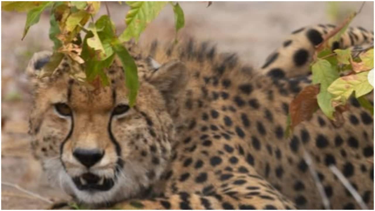 This wildlife park in Africa is hiring a 'cheetah monitor'. Candidate must be fluent in English, data savvy
