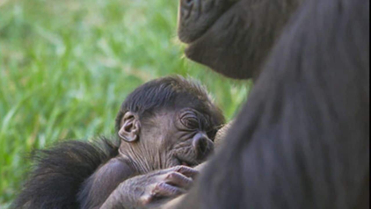 First baby gorilla born at Colorado Zoo in 10 years, brings joy and hope
