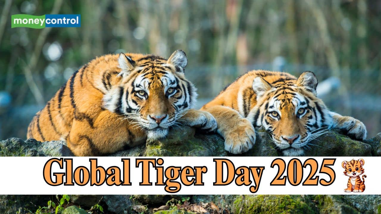 Global Tiger Day 2025: Date, theme, history and significance