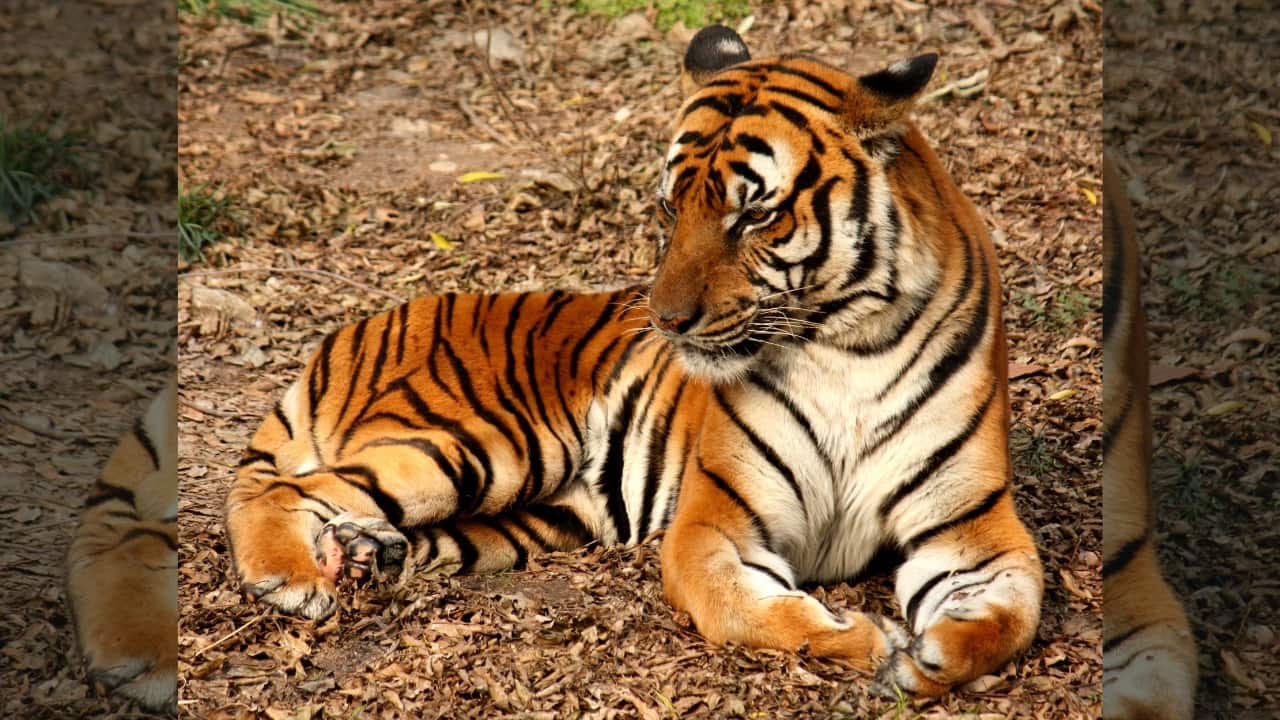1. South China Tiger (Panthera tigris amoyensis) Once common in China's forests, the South China Tiger, also known as the Chinese tiger, is now functionally extinct in the wild, surviving only in a handful of breeding centres with no confirmed wild sightings in decades. Where to see: Suzhou South China Tiger Breeding Research Base, China. (Image: Wikipedia)