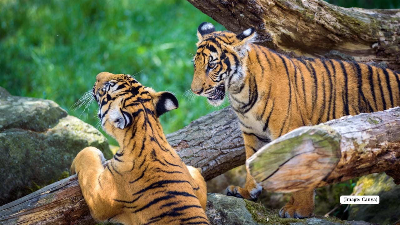 3. Malayan Tiger (Panthera tigris jacksoni) A striking and reclusive tiger, the Malayan subspecies numbers under 150 in the wild. Threats include habitat loss, snares, and lack of prey in Malaysia’s fast-vanishing rainforests. Where to see: Taman Negara and Endau-Rompin National Parks, Malaysia. (Image: Canva)