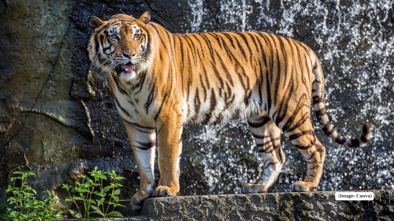 4. Indochinese Tiger (Panthera tigris corbetti) This secretive tiger survives in isolated pockets across Southeast Asia. Populations have collapsed in recent years, with habitat fragmentation and poaching contributing to its silent retreat from the wild. Where to see: Huai Kha Khaeng Wildlife Sanctuary, Thailand. (Image: Canva)
