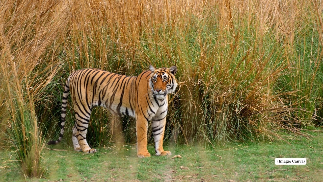 6. Bengal Tiger (Panthera tigris tigris) Although more numerous than its cousins, the Bengal Tiger still faces mounting threats. An estimated 4,000 roam India and Nepal, making it the best hope for tiger tourism today. Where to see: Ranthambore, Jim Corbett, Bandhavgarh (India) and Chitwan National Park (Nepal). (Image: Canva)
