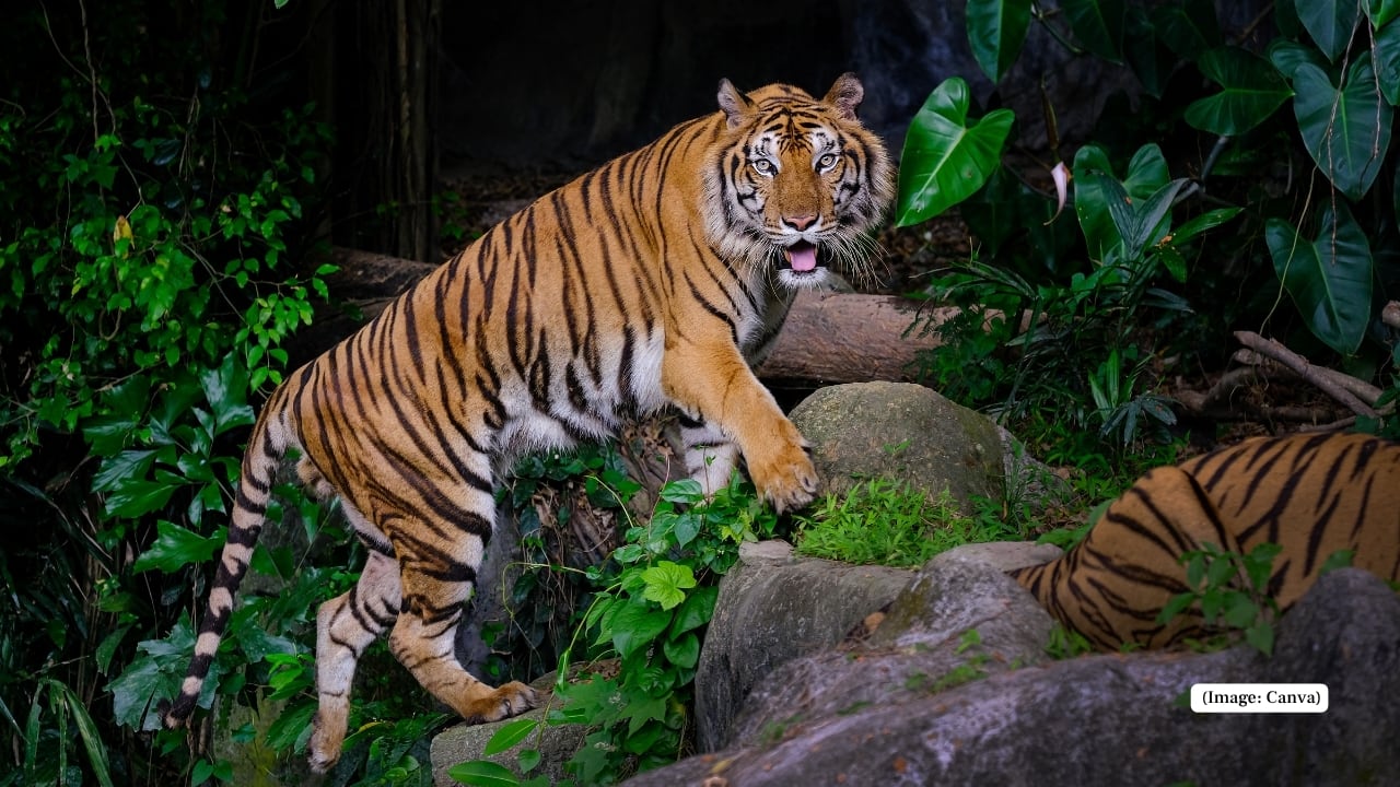 The tiger—regal, elusive, and increasingly endangered—remains one of the most prized encounters for wildlife travellers. Once widespread across vast stretches of Asia, these majestic big cats have seen their habitats fragmented and populations decimated by poaching, deforestation, and escalating conflict with humans. The tiger’s roar, once common in forests from Turkey to the Russian Far East, has grown hauntingly rare. (Image: Canva)