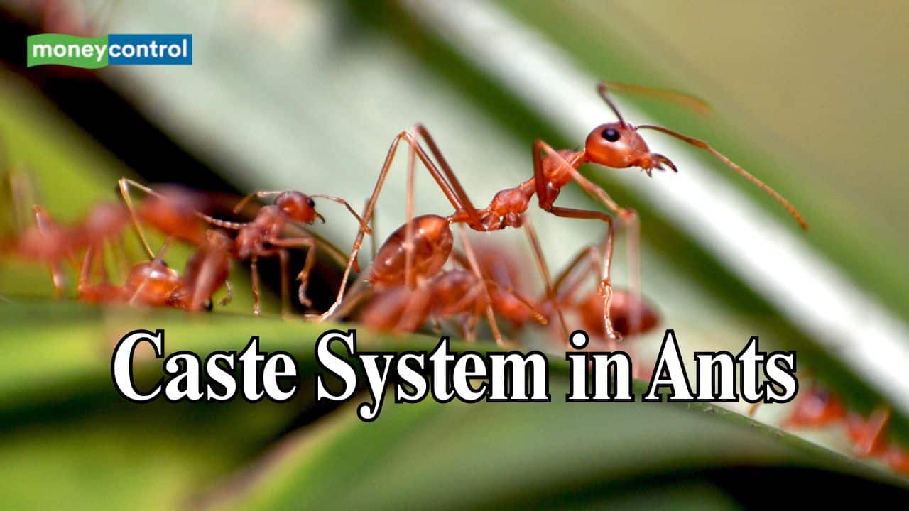 Ants follow a caste system and it’s coded in their DNA – Know how it decides their destiny