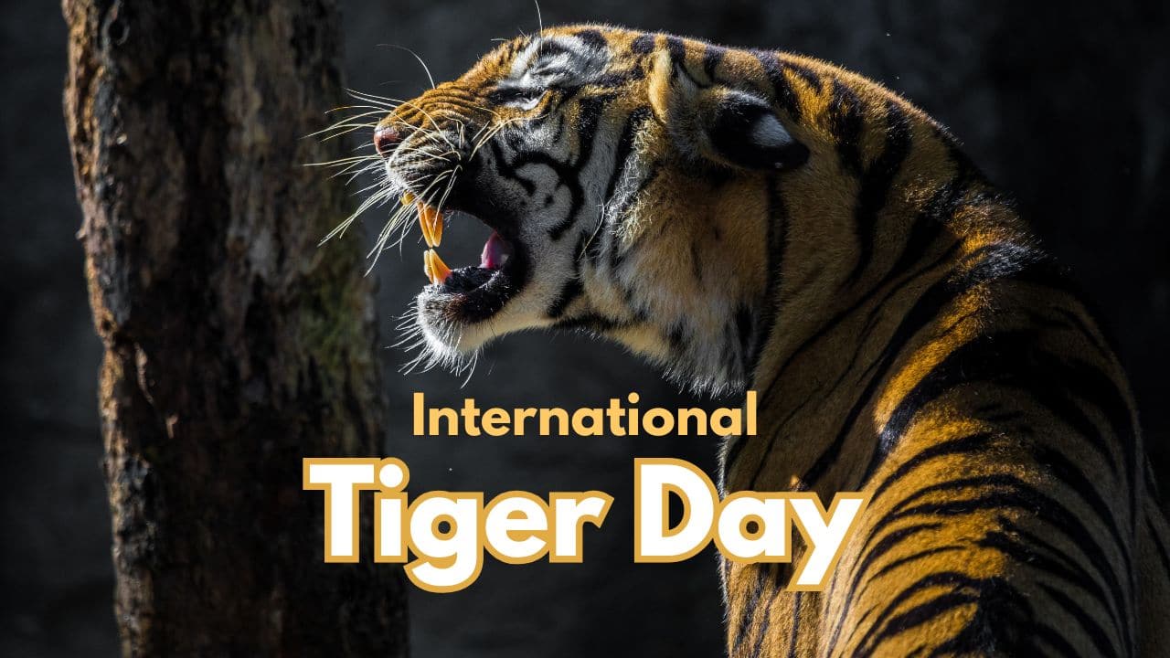 International Tiger Day 2025: Long & Short Essay, Speech Ideas, Quotes for Students