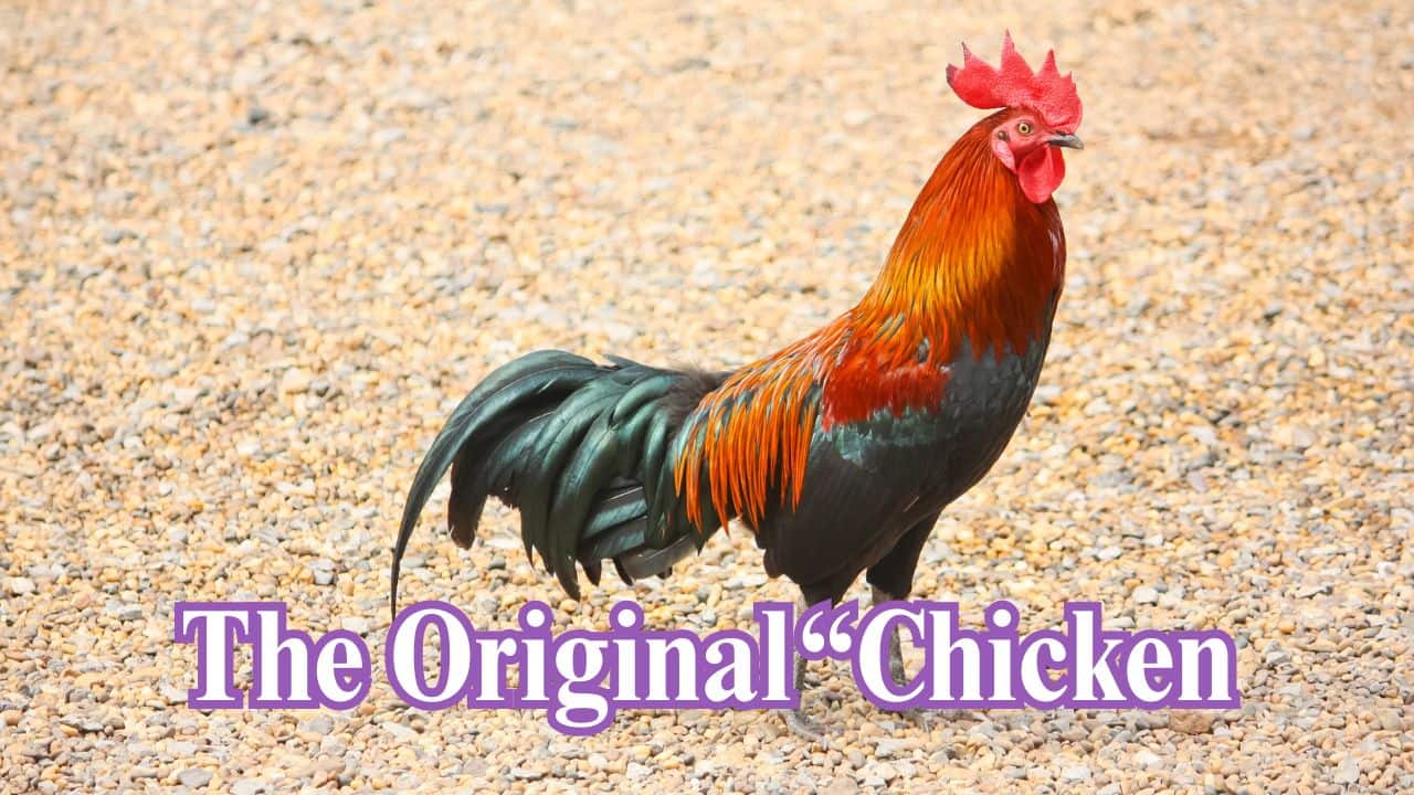 The First &quot;Chicken&quot;:  Prior to farm chickens, there was the Red Junglefowl—the ancestor of the age-old mystery and each clucking bird in your backyard. (Image: Canva)