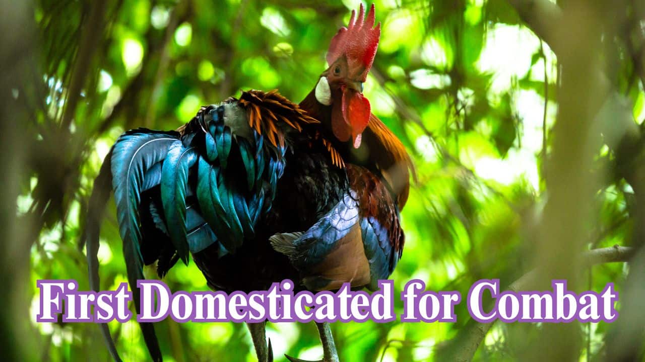 Originally Domesticated for Fighting: Chickens weren't originally kept for eggs or meat—but for cockfighting. The Red Junglefowl was selectively bred for vigor and ferocity. (Image: Canva)