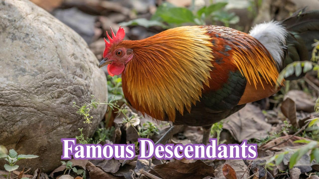 Descendants of Fame: The present-day White Leghorn and Jersey Giant hens have Junglefowl DNA, developed for egg or meat production but tracing back to a single wild ancestor. (Image: Canva)