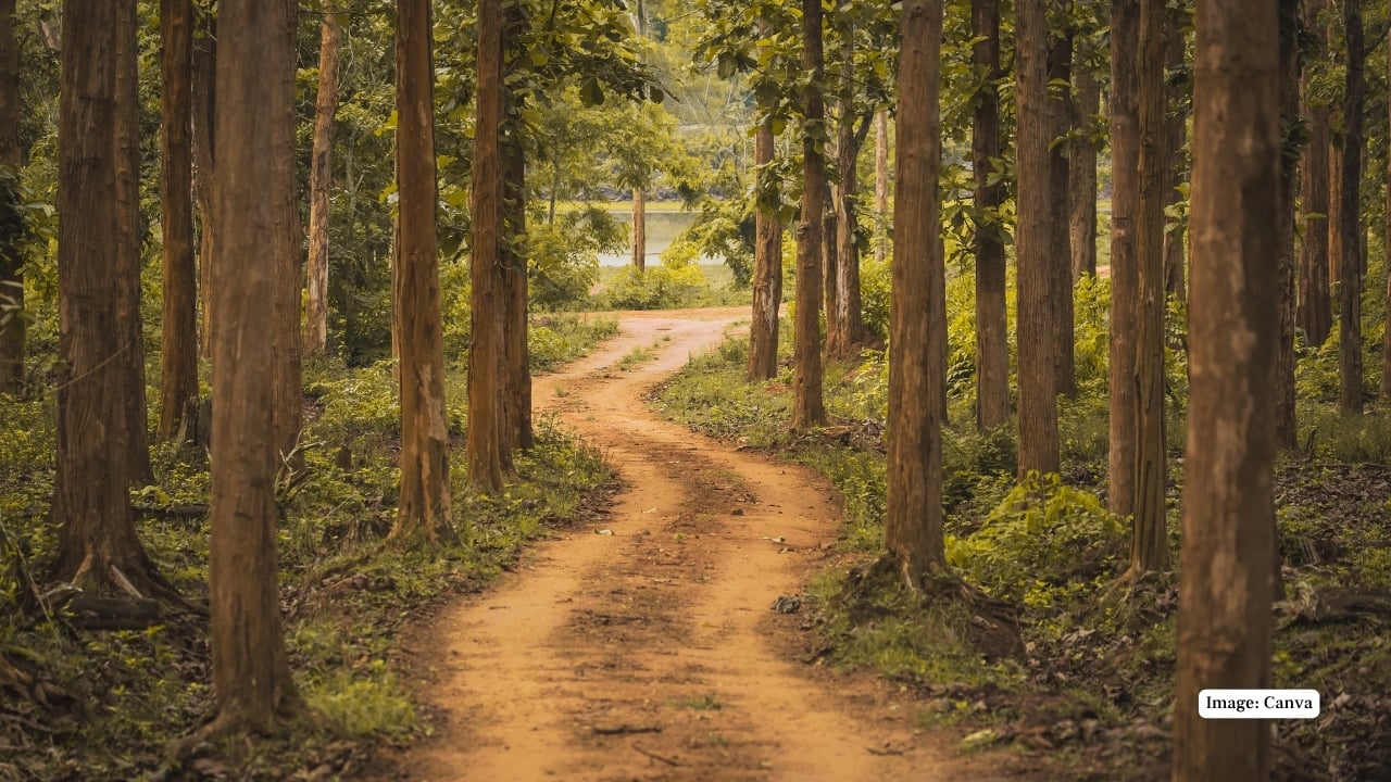 Tucked away in the verdant folds of Karnataka’s Western Ghats, Nagarahole Tiger Reserve stands as a magnificent testament to India’s enduring natural legacy. Sprawled across 847.981 square kilometres over Mysuru and Kodagu districts, this protected area is not just another wildlife sanctuary—it is a vital cog in India’s conservation machinery under Project Tiger and Project Elephant. Nagarahole, meaning “Snake River” in Kannada, lives up to its name with winding streams and sinuous rivulets that cut through dense forests, creating a landscape both dramatic and serene. It forms part of the Nilgiri Biosphere Reserve and shares borders with the Wayanad Wildlife Sanctuary in Kerala and Bandipur Tiger Reserve to the southeast—making it a contiguous corridor for wildlife movement and genetic diversity. (Image: Canva)