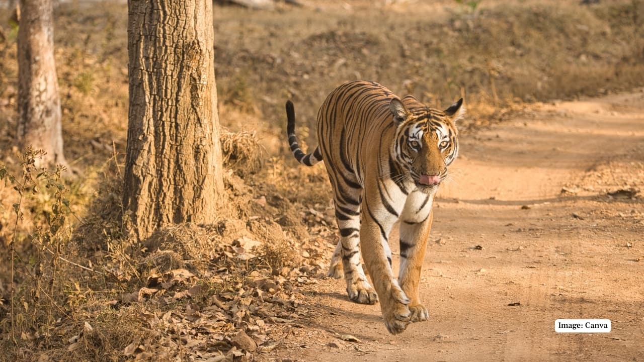 1. Bengal Tiger: Undisputed king of the jungle, the Bengal tiger draws travellers and wildlife photographers from across the globe. Spotting one in the dappled light of Nagarahole’s forests is an unforgettable experience. (Image: Canva)