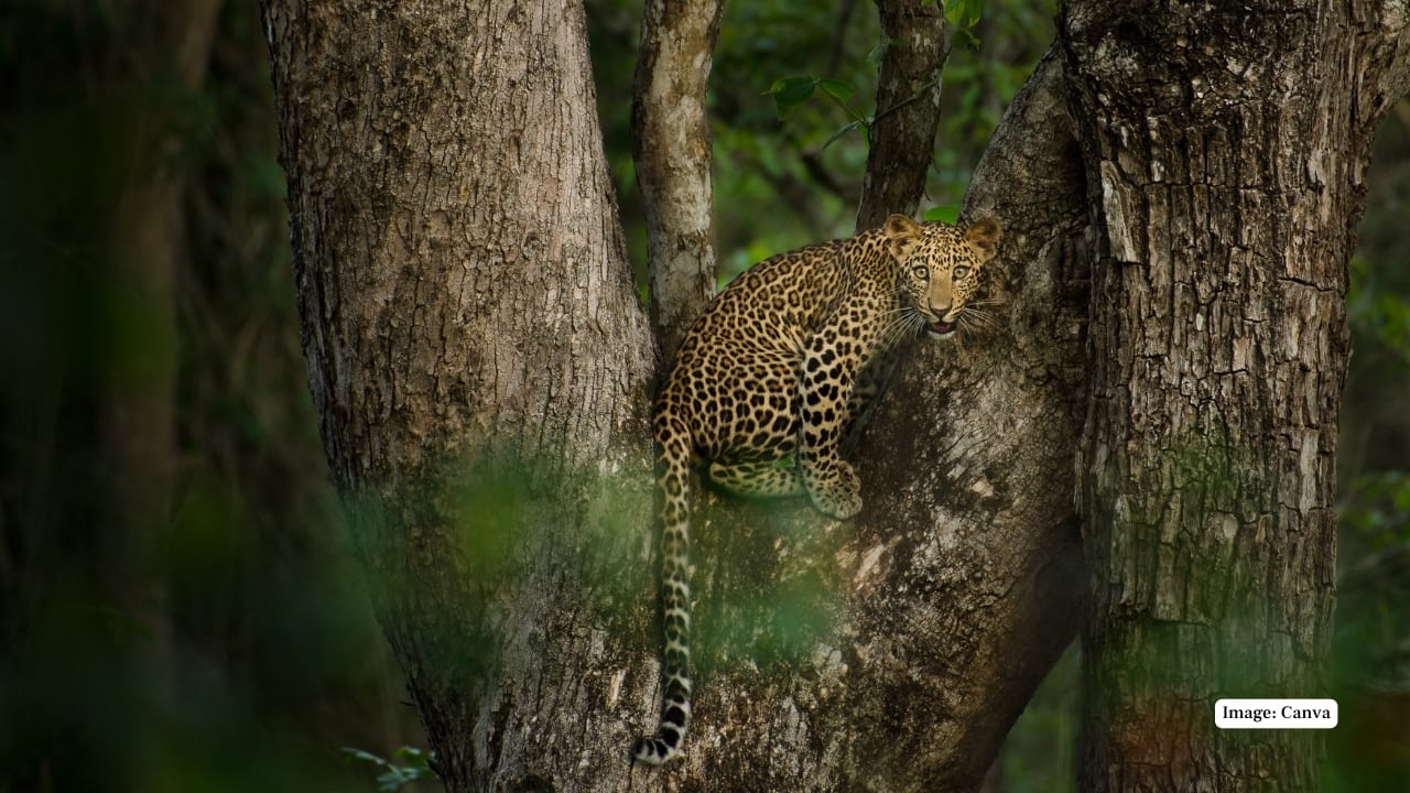 2. Indian Leopard: Elusive and majestic, leopards often reveal themselves lounging on tree branches or stealthily navigating through undergrowth. Their adaptability makes them one of Nagarahole’s most intriguing inhabitants. (Image: Canva)
