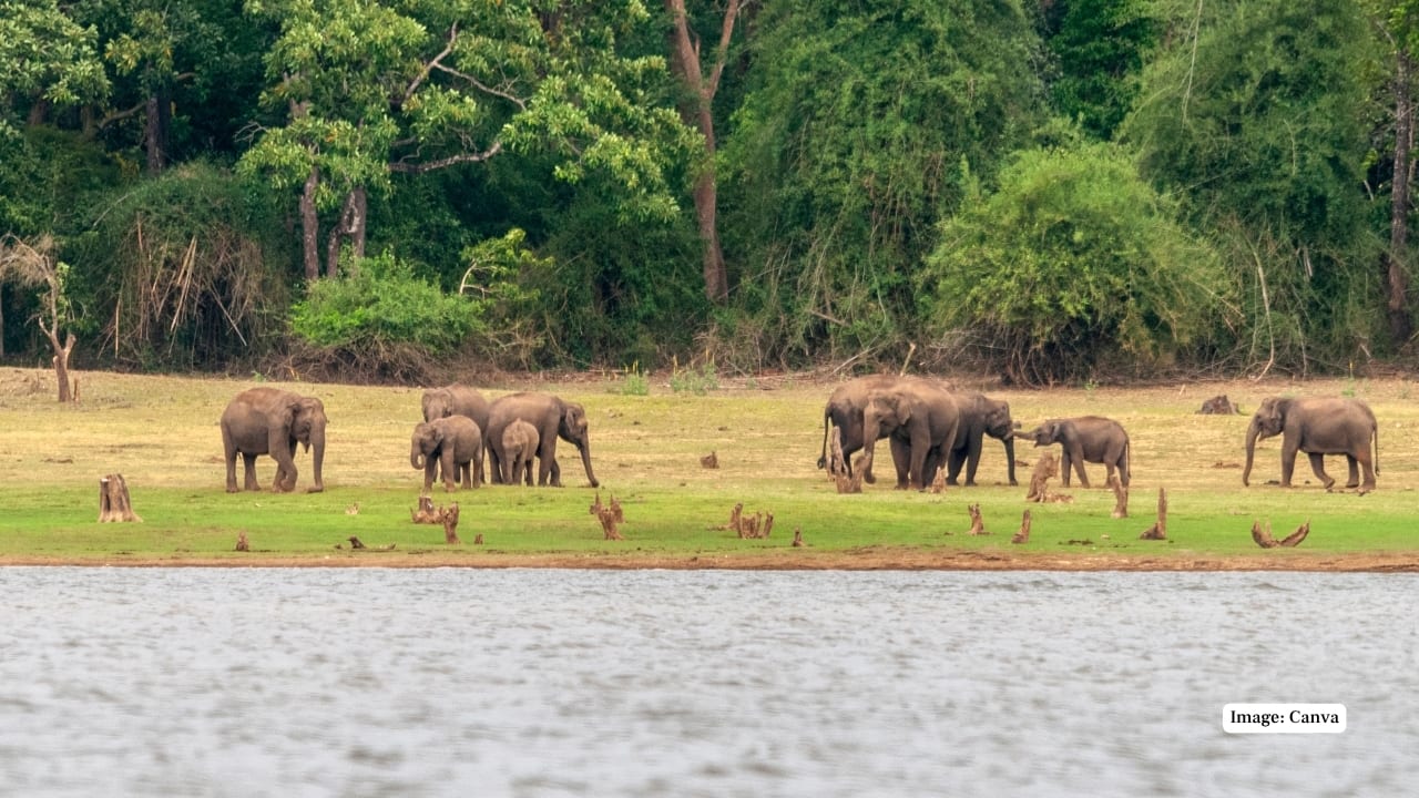 3. Asiatic Elephant: Seen in large herds, especially near the Kabini and Taraka reservoirs, these gentle giants are among the most awe-inspiring sights the park offers. Their complex social structures and protective matriarchs make each encounter a spectacle. (Image: Canva)
