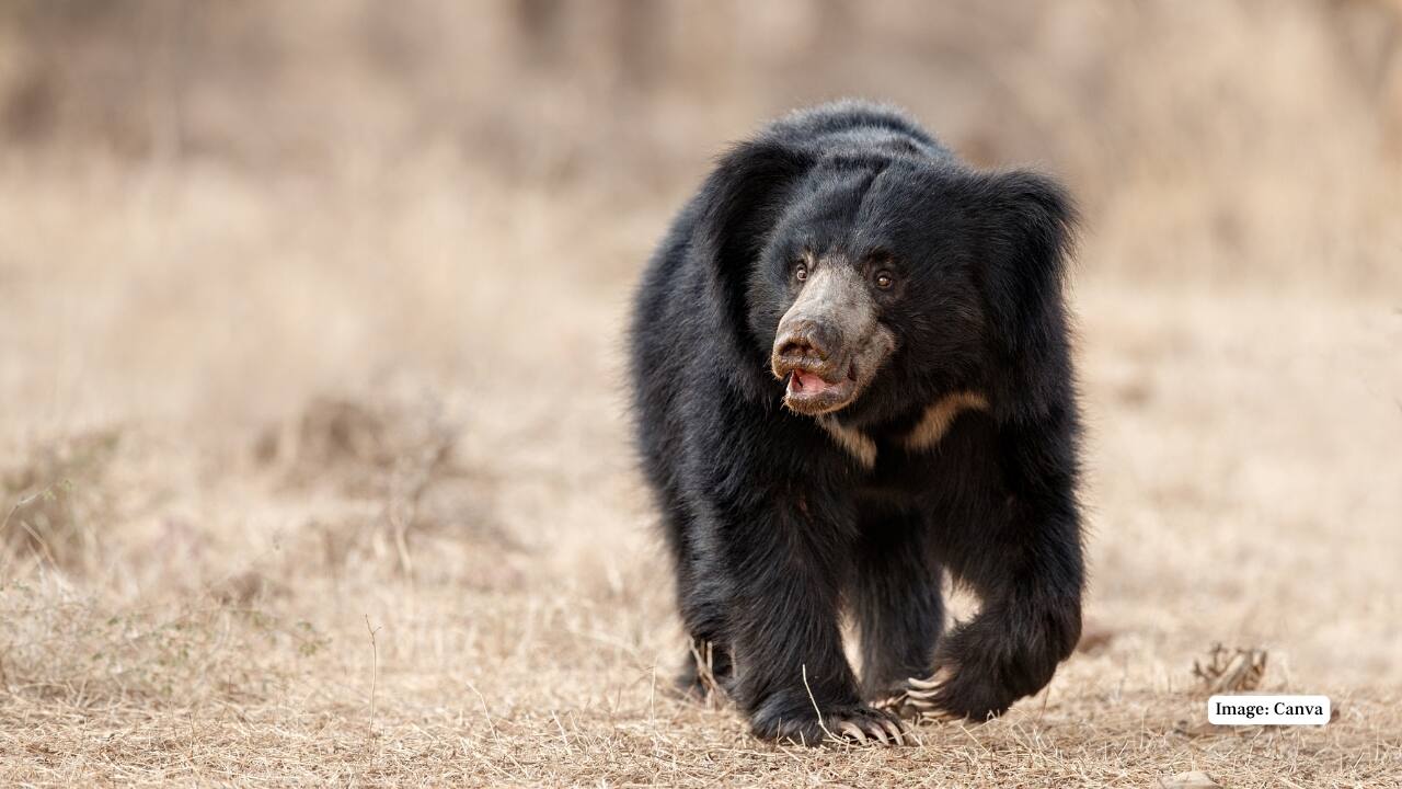 5. Sloth Bear: Solitary and shy, sloth bears are nocturnal foragers known for their shaggy coats and long snouts. Lucky visitors may catch a glimpse during early morning safaris. (Image: Canva)